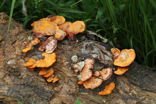 野灵芝 树蘑菇 菌菇