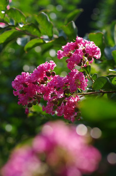 紫薇花 （5）