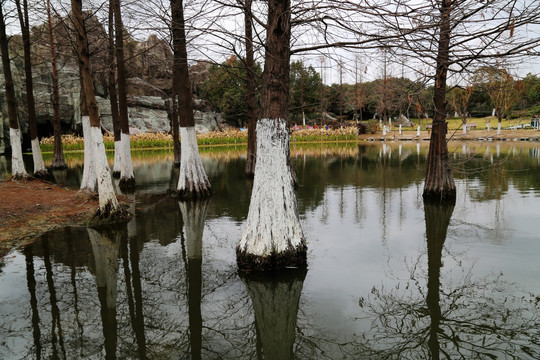 树木 水中 湿地