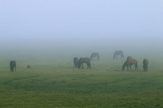 晨雾迷漫的牧场马群