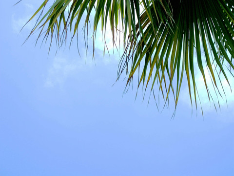 白云 蓝天 棕榈树 棕榈 棉花