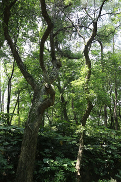 香樟树