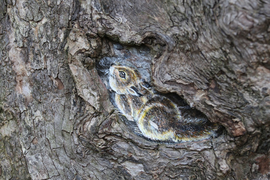 树洞松鼠画
