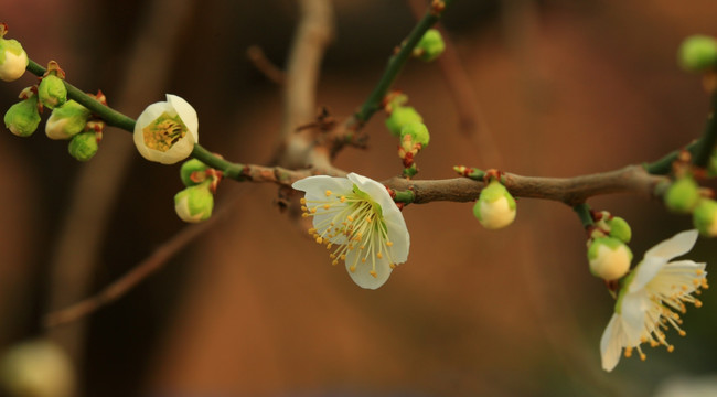 绿萼梅花