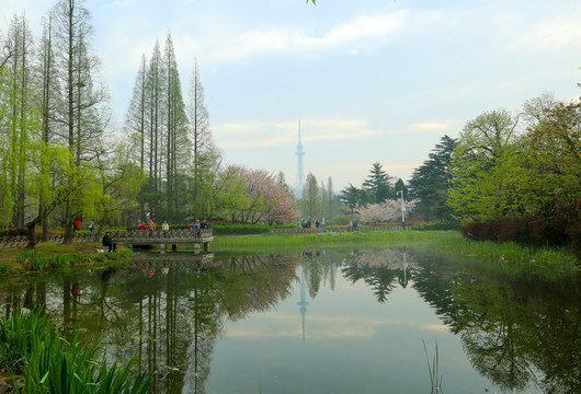 青岛中山公园水景