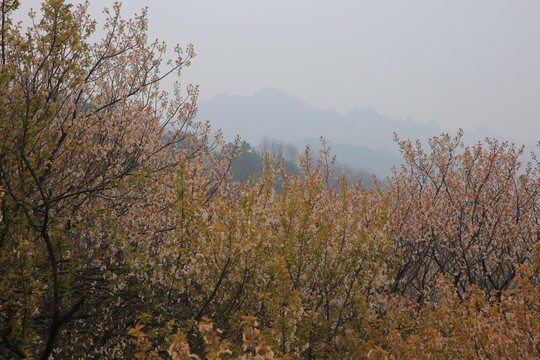 山村樱桃花