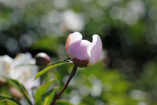 大芍药 芍药 芍药花 药材 花