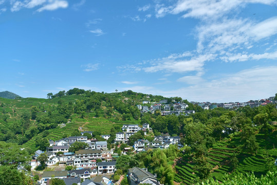 西湖龙井产区杨梅岭翁家山