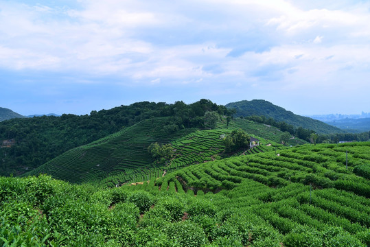 龙井茶生产基地