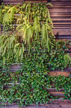 植物装饰墙面