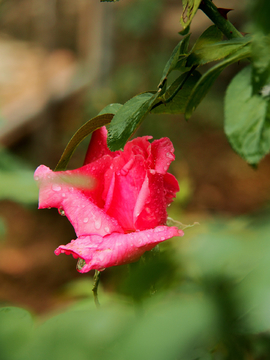 红玫瑰 花卉 背景 植物