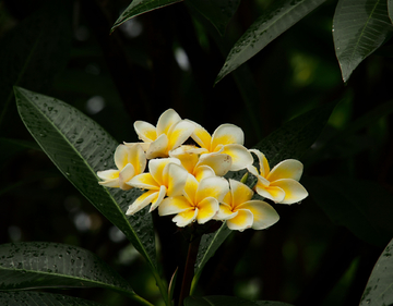 鸡蛋花 背景 树枝 素材