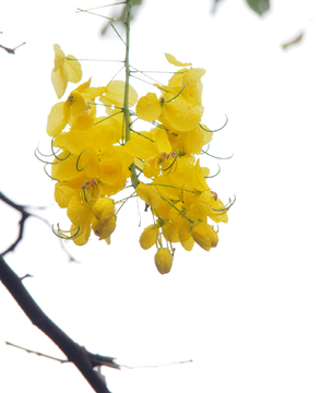 腊肠花 黄链花 素材