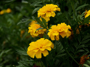 金菊 花卉 植物 背景 素材