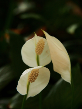 白掌 花卉 植物