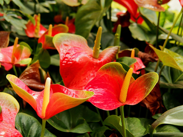 红掌 花卉 植物