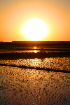 水稻 水田