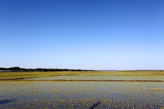 水稻 水