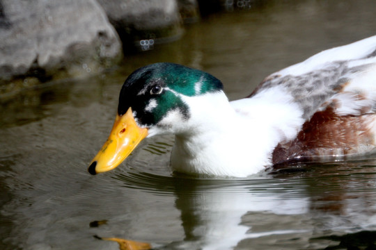 鸭 鸭子 浮水 凫水 游水 游