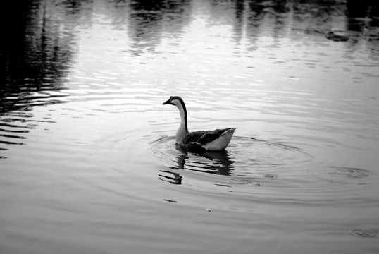 鸭 野鸭 浮水 凫水 游水 游
