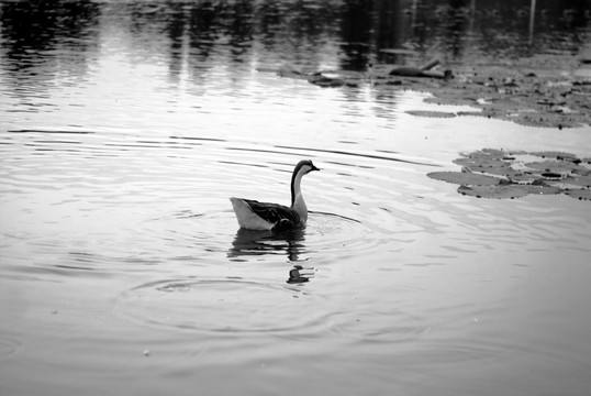 鸭 野鸭 浮水 凫水 游水 游