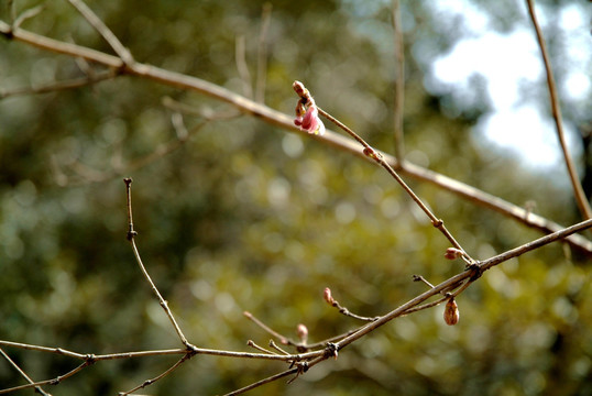 树枝 枝桠 枯枝 春芽 发芽