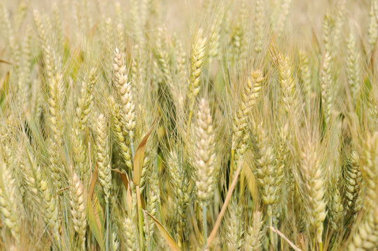 大田里生长的小麦