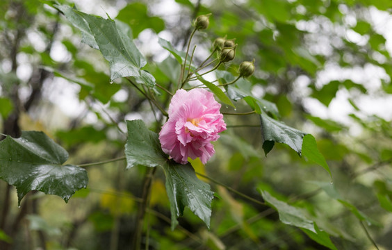 花卉