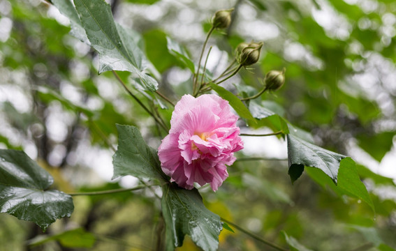 木芙蓉