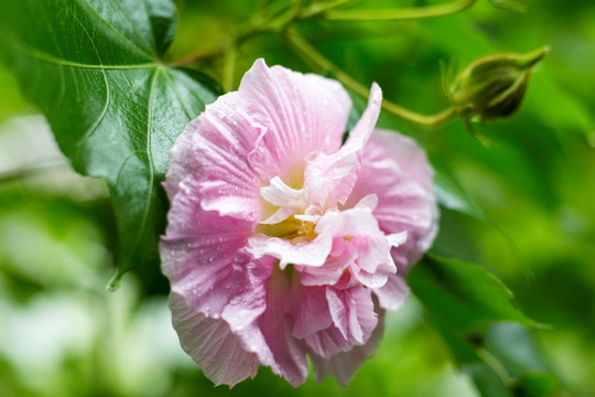 芙蓉