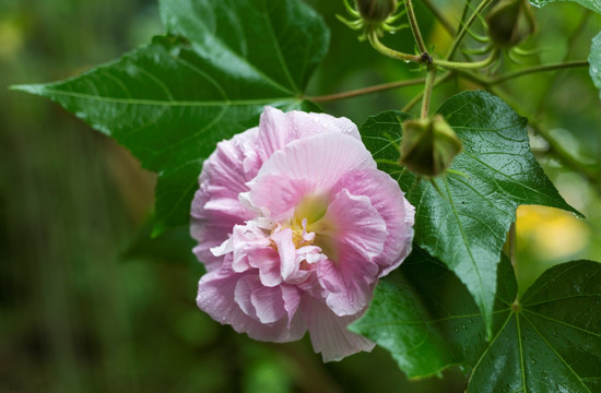 芙蓉花