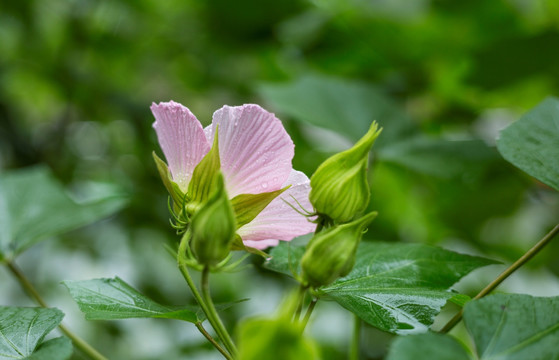 芙蓉