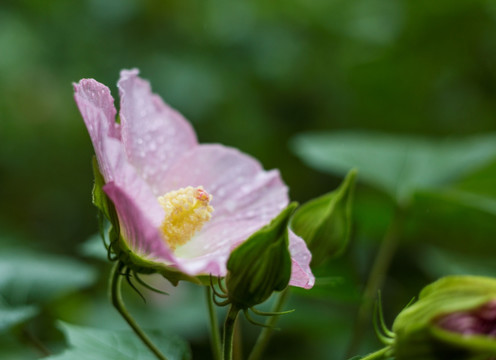 地芙蓉