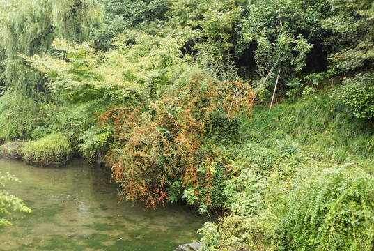 小红果