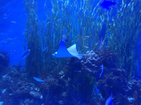 观赏鱼 水族馆