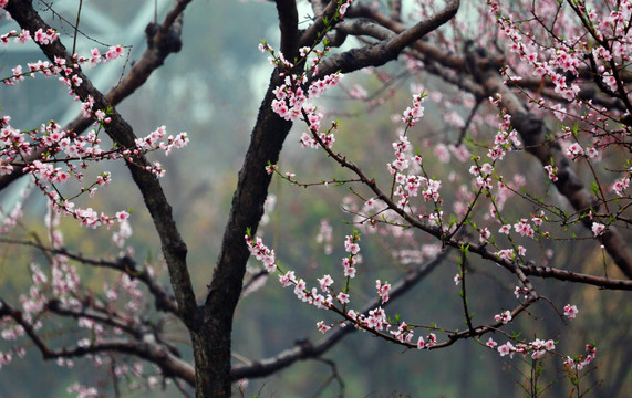 梅花