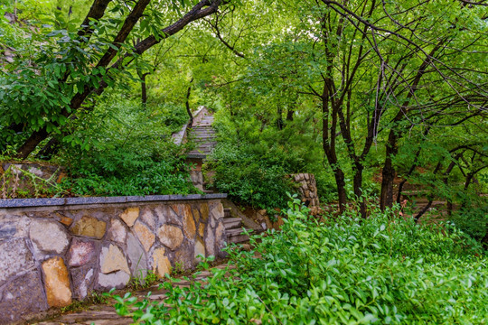 登山台阶 林荫路