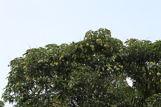 芒果树