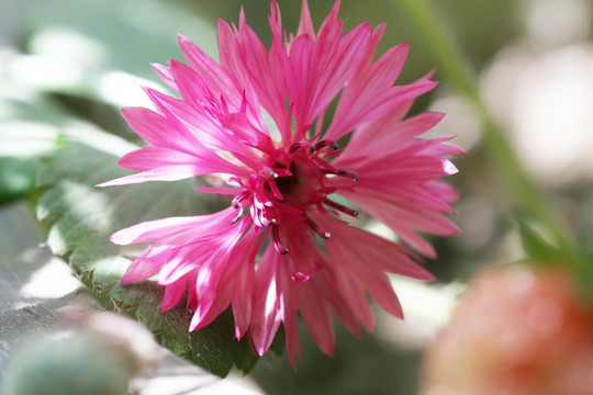 矢车菊 菊花