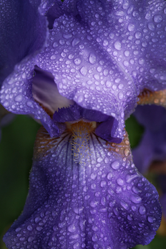 紫色兰花 