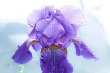 紫色兰花 