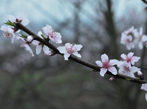 桃花