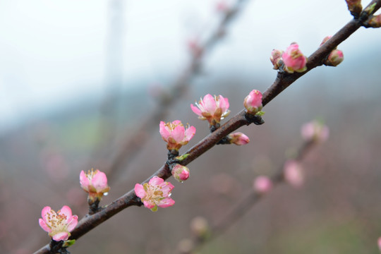 桃花