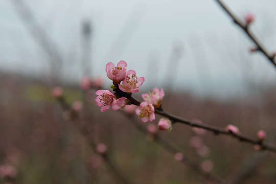 桃花