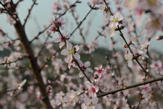 桃花