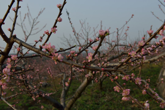 桃花