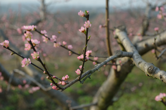 桃花