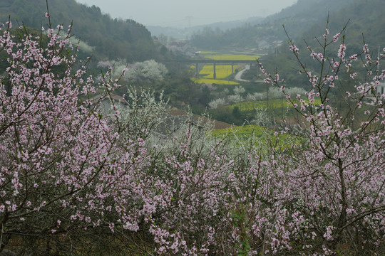 桃花