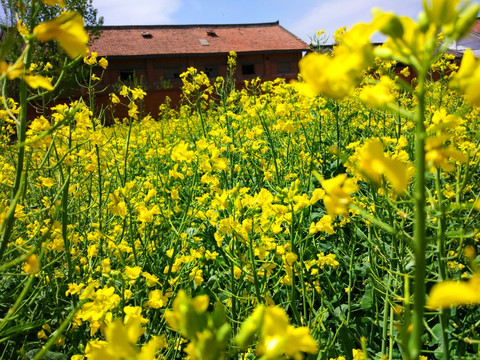 油菜花