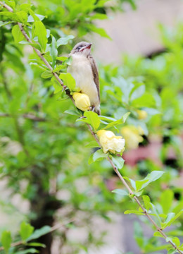 黄石榴花枝上的小鸟